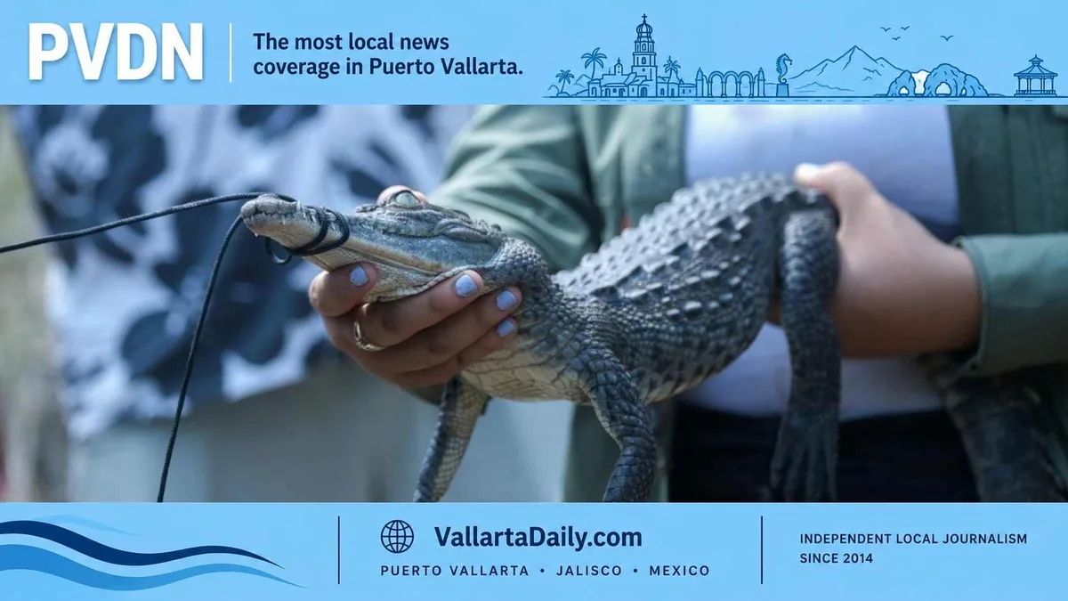 Federal Crocodile Oversight Sought Around Puerto Vallarta