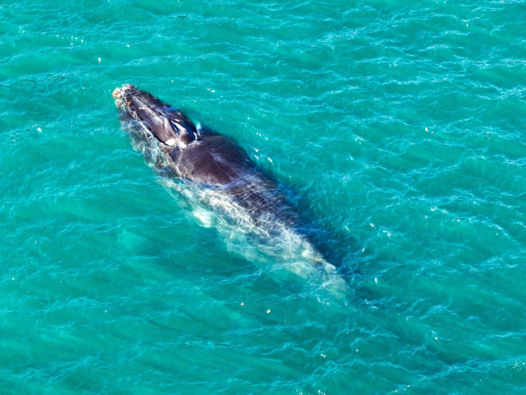 Whale and Dolphin Festival Brings Eco-Adventure to Nosara