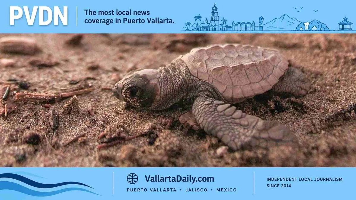 Puerto Vallarta Kicks Off Sea Turtle Release Season: A Familiar Yet Heartening Sight
